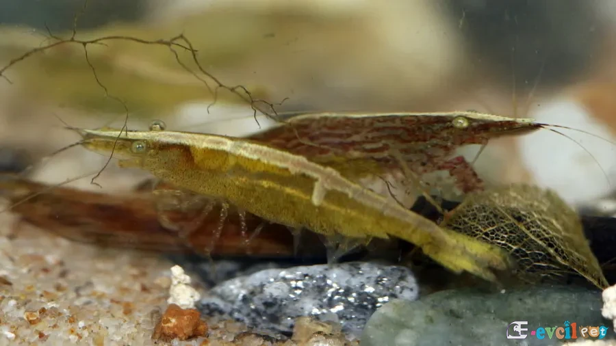 Caridina brevicarpalis Taş üstünde 2 tane
