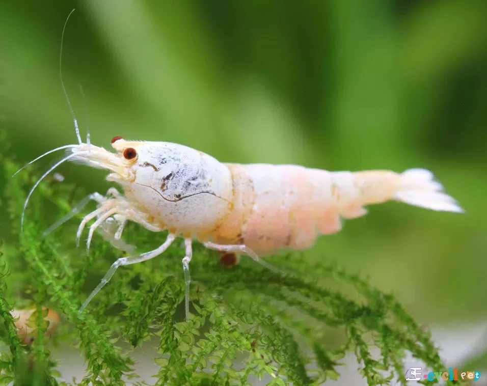 Caridina cf. cantonensis Golden Bee 1