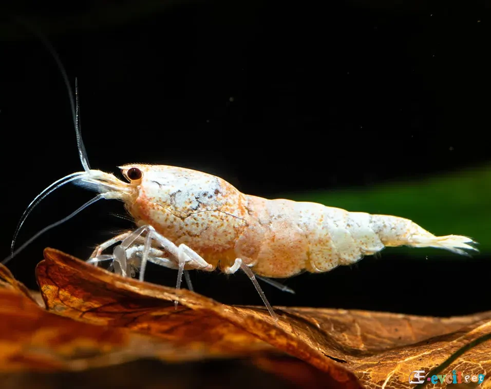 Caridina cf. cantonensis Golden Bee 2