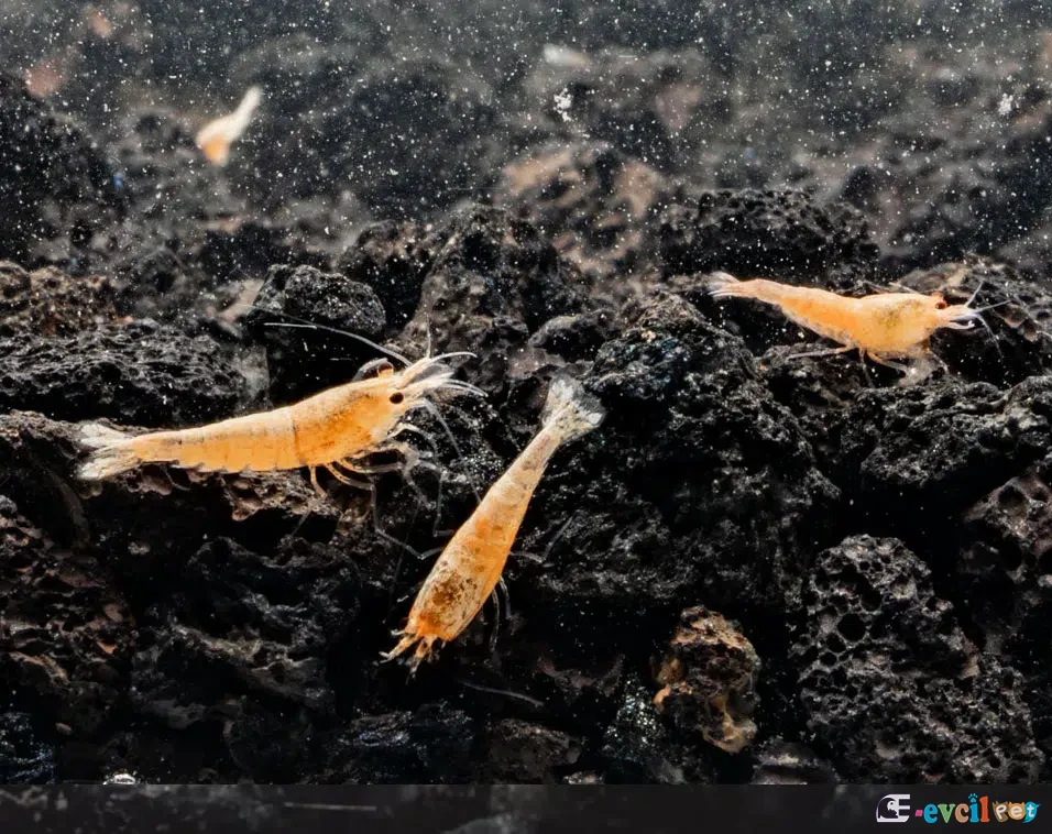 Caridina cf. cantonensis Golden Bee 3 Adet