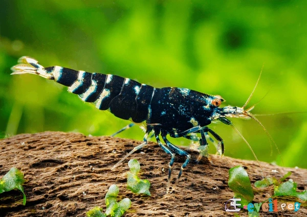 Caridina cf. cantonensis King Kong 1