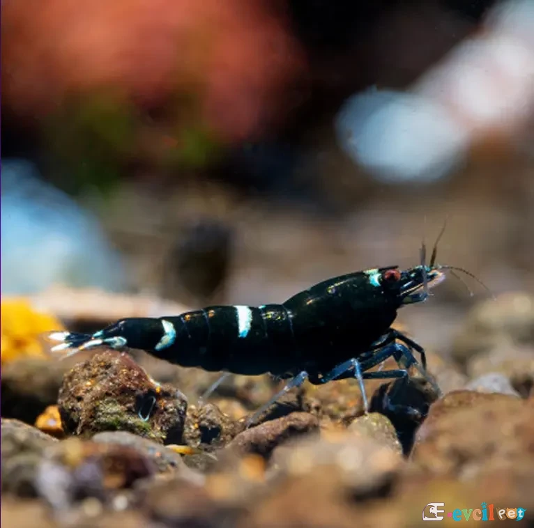 Caridina cf. cantonensis King Kong 2