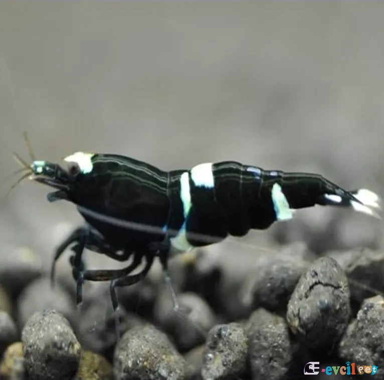 Caridina cf. cantonensis King Kong 3
