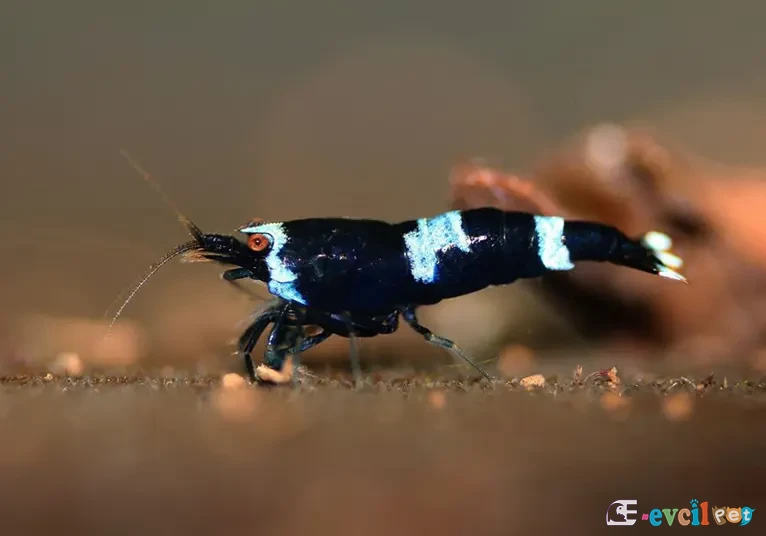 Caridina cf. cantonensis King Kong 4