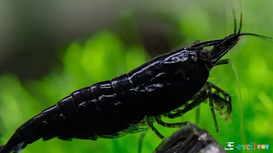 Caridina cf. cantonensis Tiger Black 1