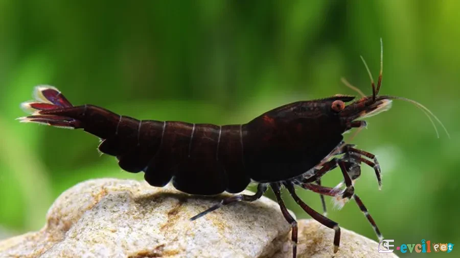Caridina cf. cantonensis Tiger Black 2