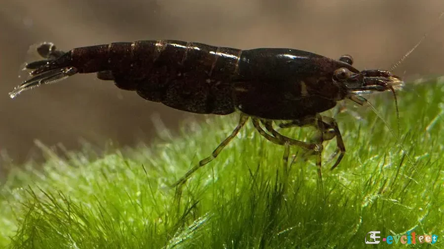 Caridina cf. cantonensis Tiger Black mos üstünde