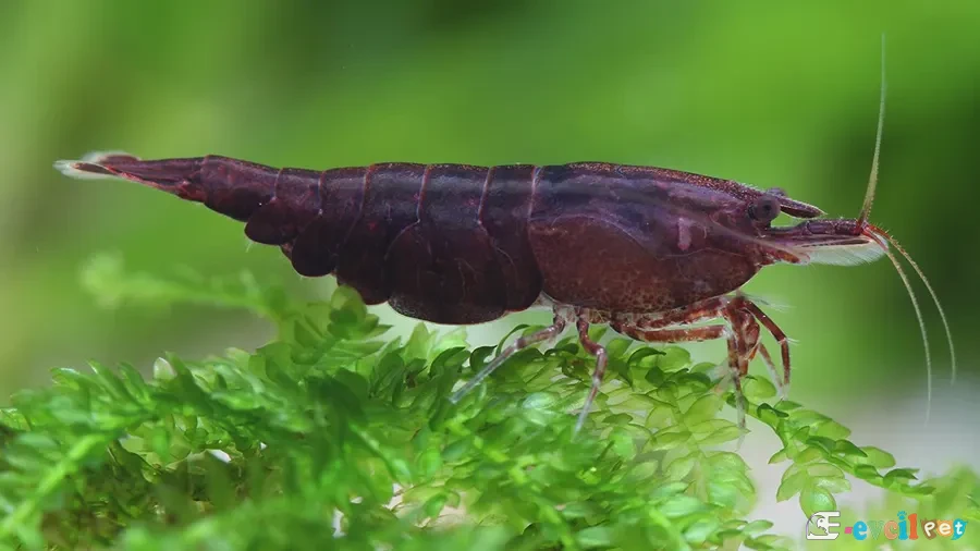 Caridina cf. cantonensis Tiger Black