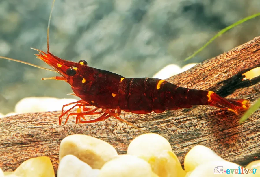 Caridina cf. spinata akvaryumda