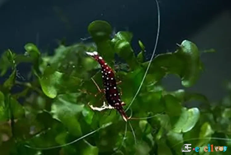 Caridina dennerli (Kardinal Karides) 1