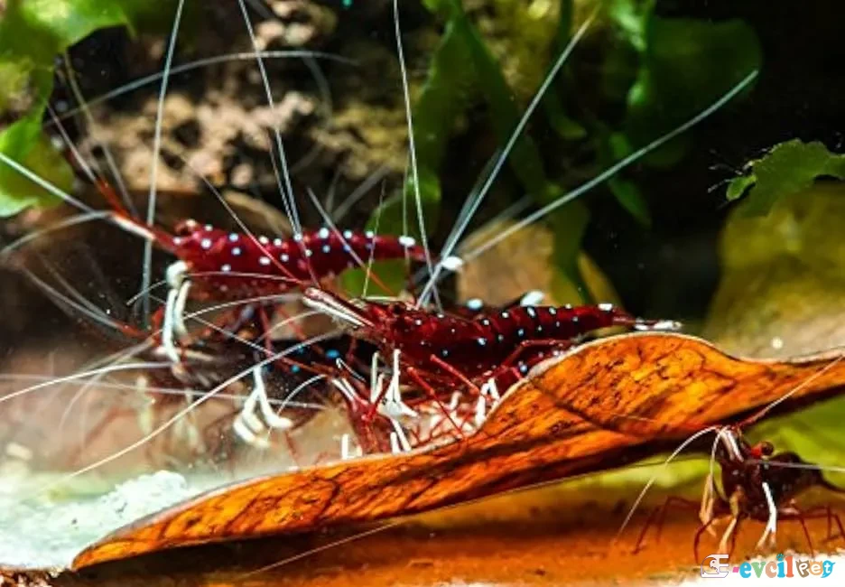 Caridina dennerli (Kardinal Karides) 2