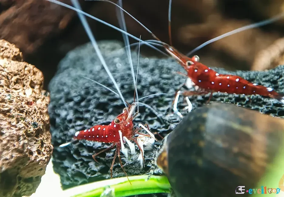 Caridina dennerli (Kardinal Karides) 4