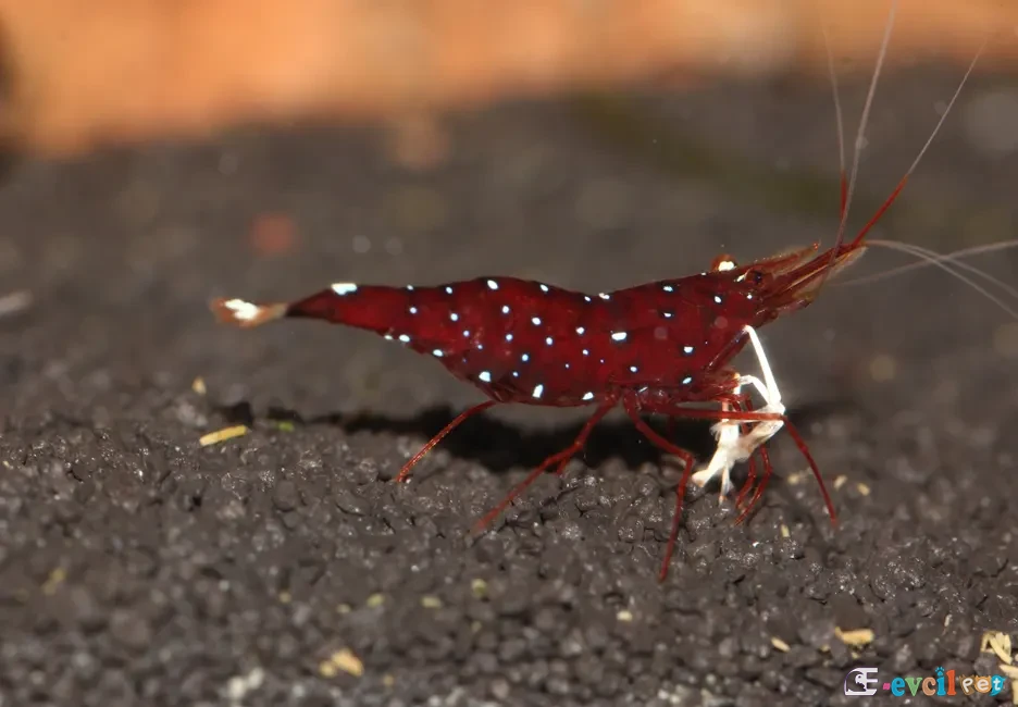 Caridina dennerli (Kardinal Karides) 5