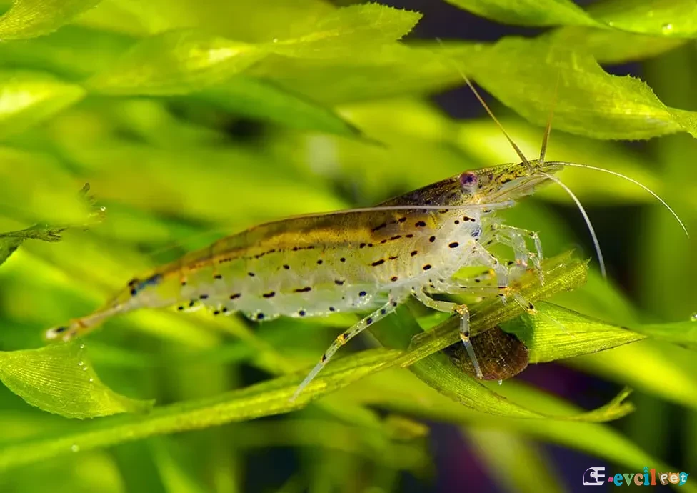 Caridina japonica (Çim Karidesi) Bitkili Akvaryum
