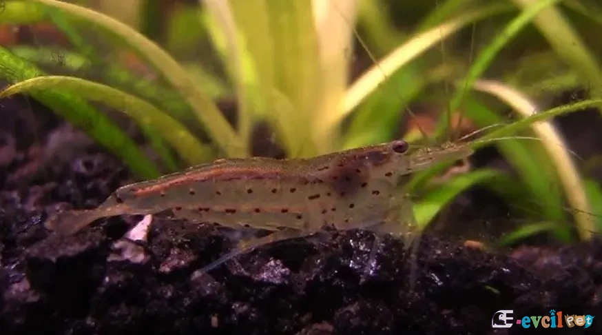 Caridina japonica (Çim Karidesi) Lav Kırığı Kum Üstünde
