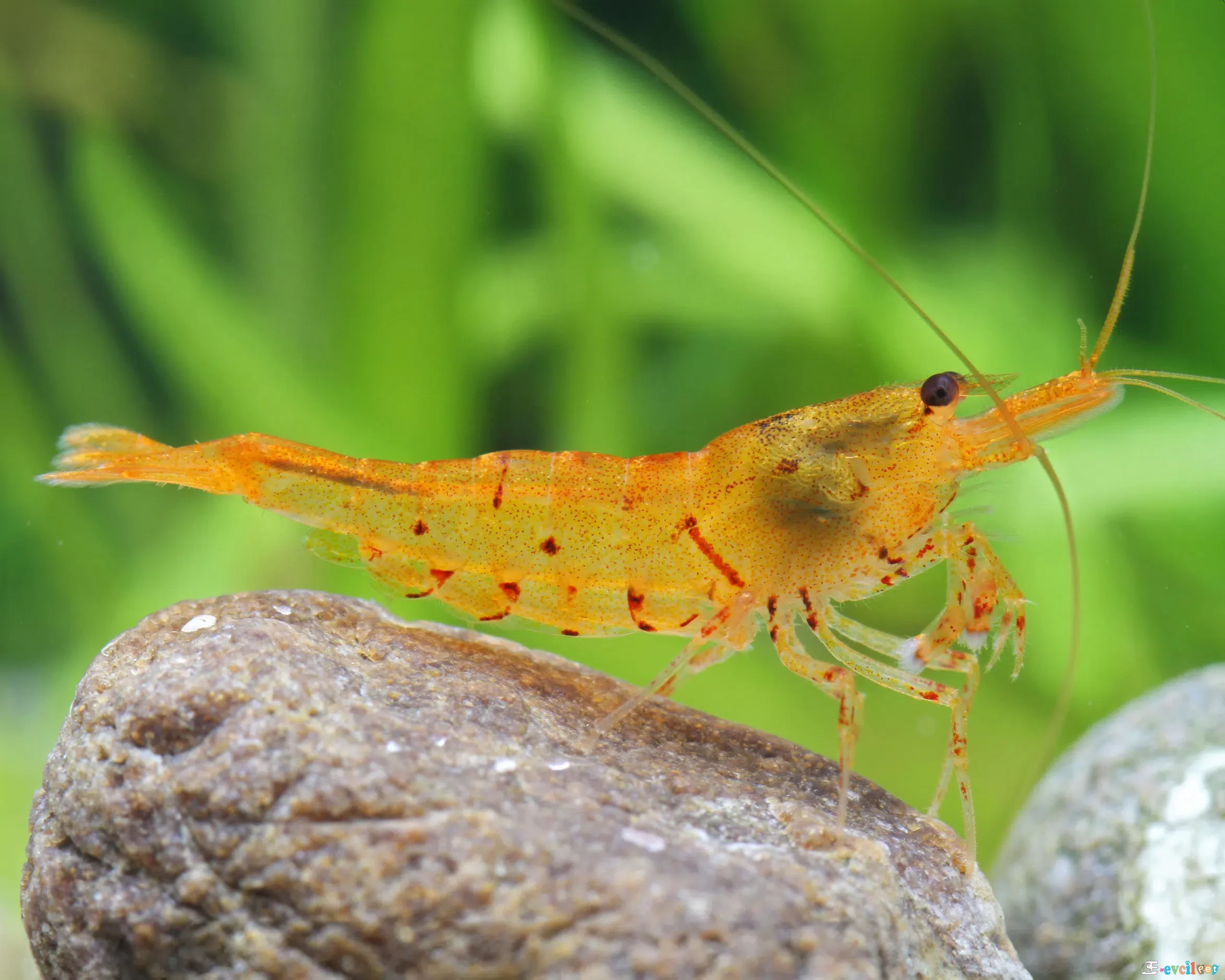 Caridina serrata var. Tangerine Tiger Kaya Üstünde