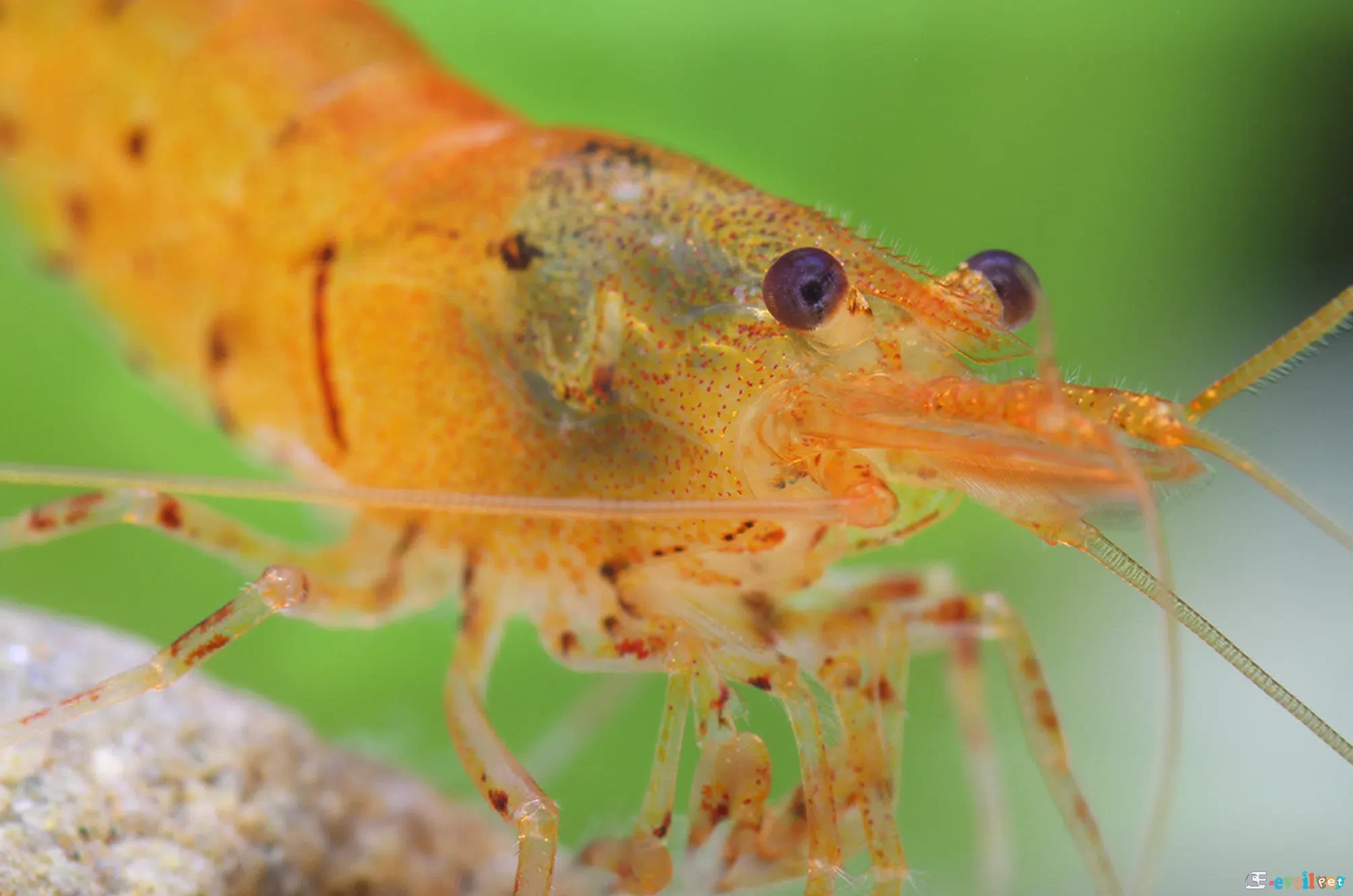 Caridina serrata var. Tangerine Tiger Yakın Çekim