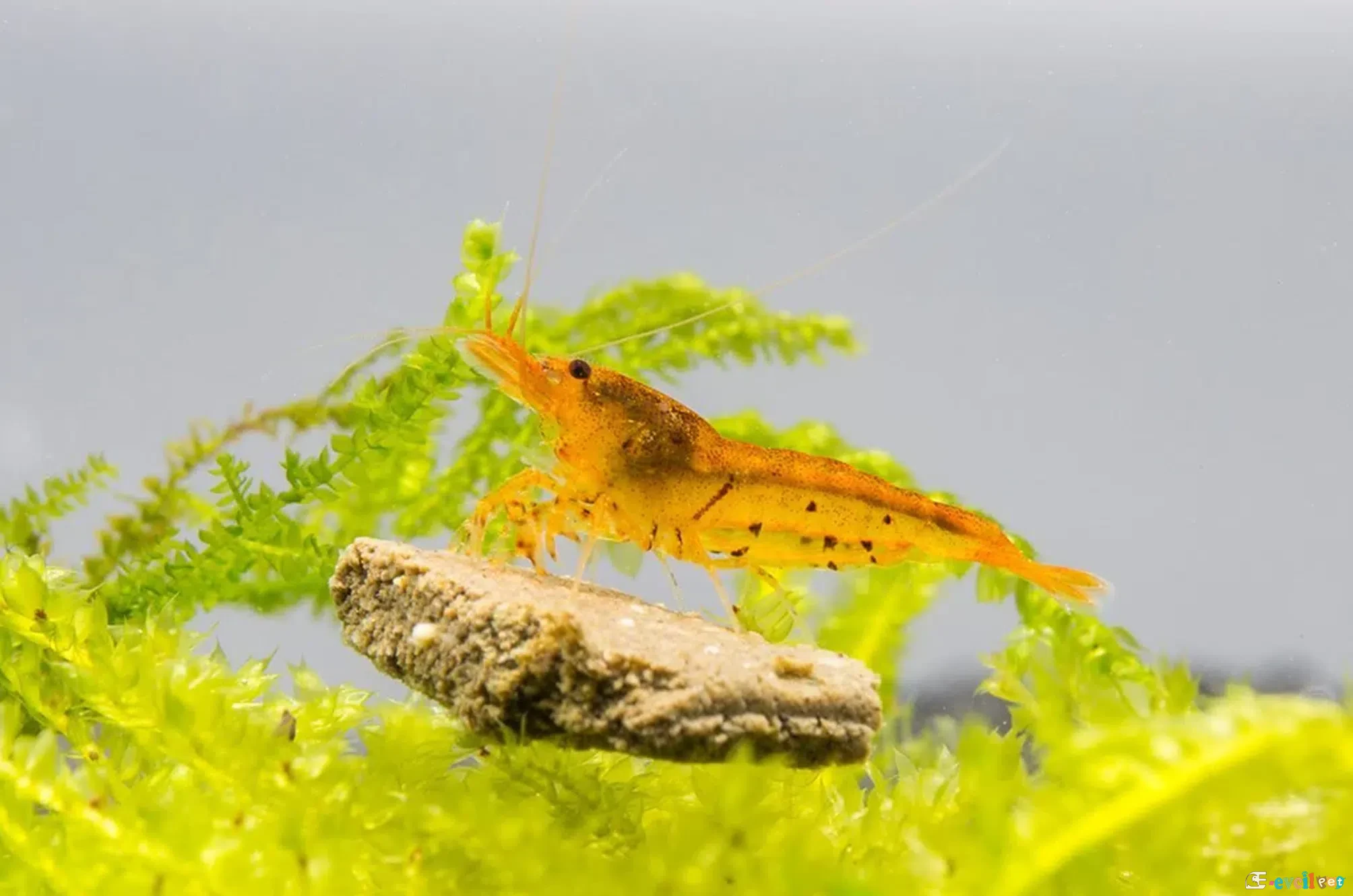Caridina serrata var. Tangerine Tiger Akvaryumda