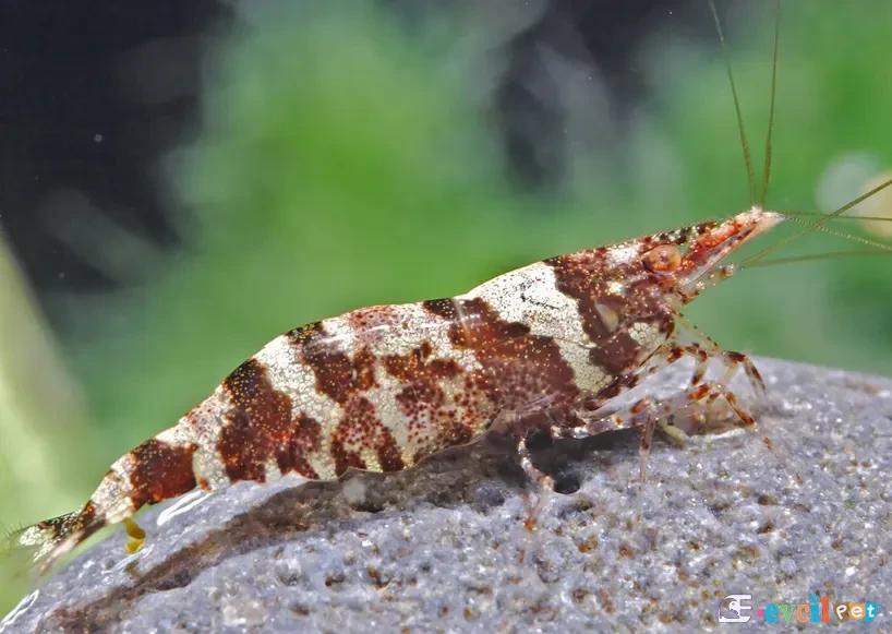 Caridina serratirostris (Ninja Karides) Akvaryum içinde Taş Üzerinde
