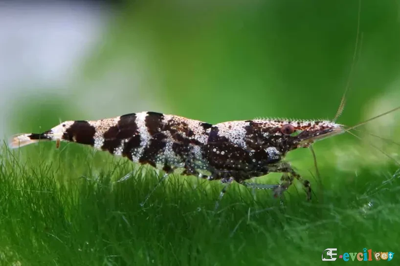 Caridina serratirostris (Ninja Karides)