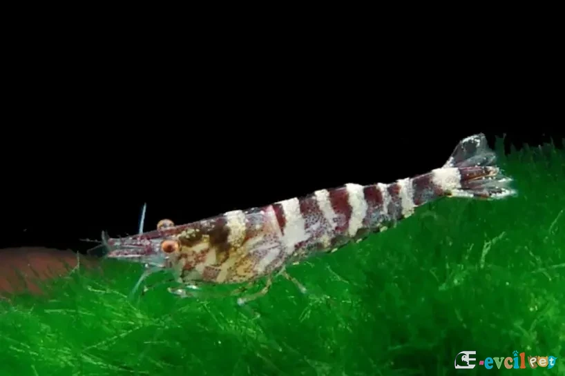 Caridina serratirostris (Ninja Karides) Moss Üstünde