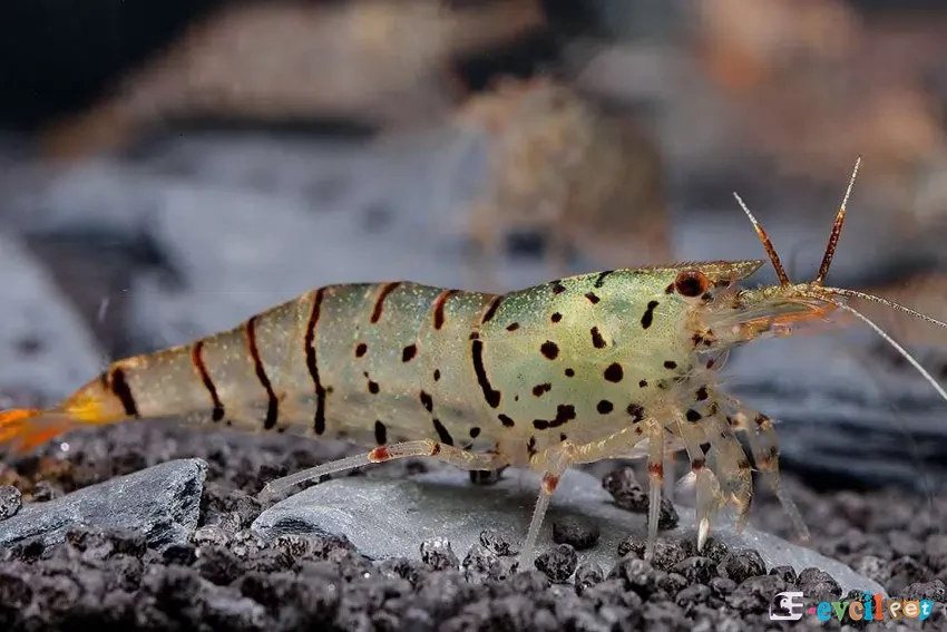 Caridina sp. Gqlaksy Tiger