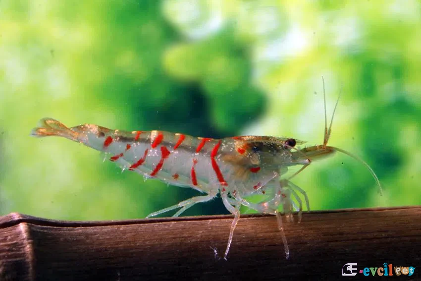Caridina sp. Red Tiger