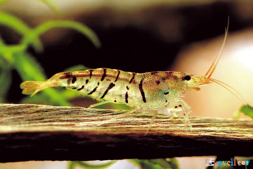 Caridina sp. tiger (Kaplan Karidesi)