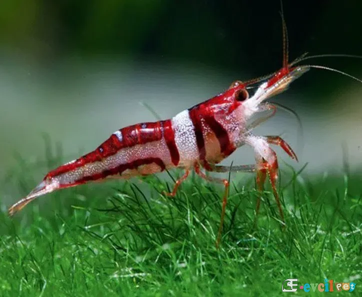 Caridina spongicola (Harlequin - Soytarı Karides) 1