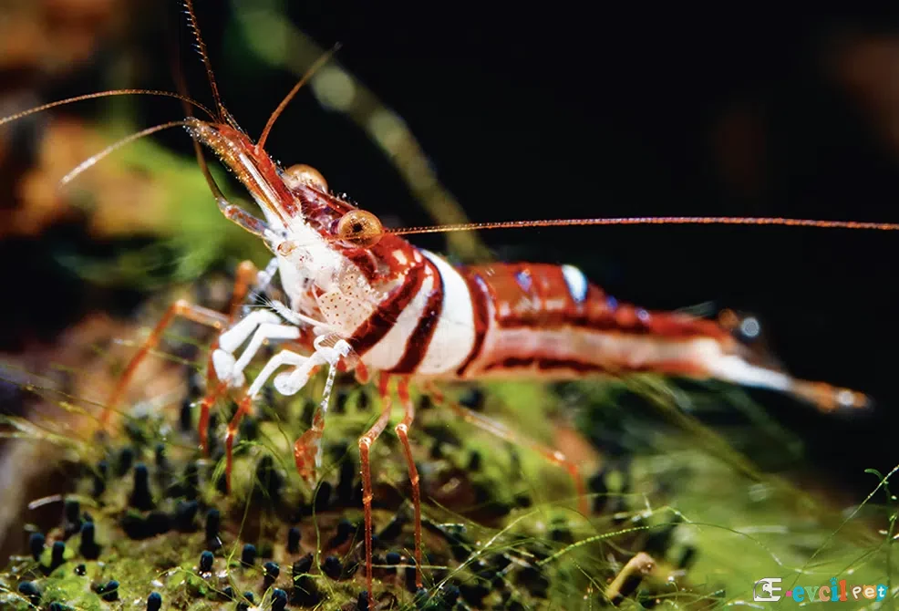 Caridina spongicola (Harlequin - Soytarı Karides) 4