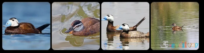 Dikkuyruk Ördek - Oxyura leucocephala Dikkuyruk ördek (Oxyura leucocephala), dik kuyruğu ve mavi gagasıyla sulak alanda görülen nadir ördek türü