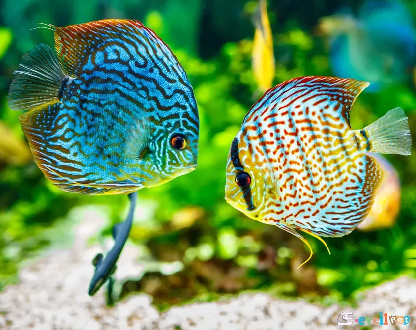 Discus Bitkili Akvaryumda