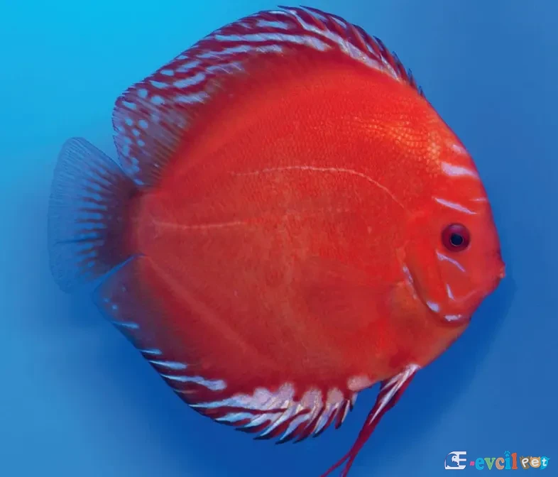 Discus Marlboro Red