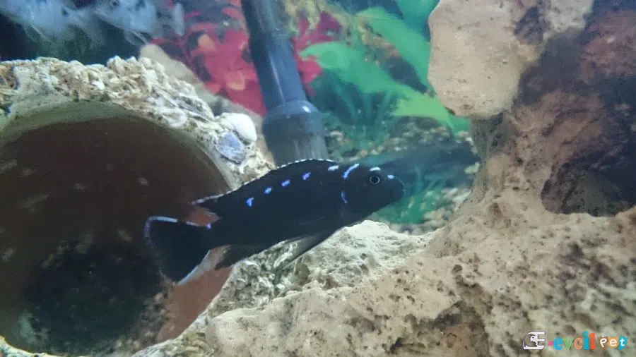 Pseudotropheus sp. (Elongatus Neon Spot) Akvaryumu