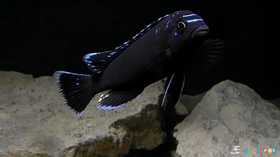 Pseudotropheus sp. (Elongatus Neon Spot) Erkek