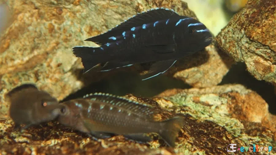 Pseudotropheus sp. (Elongatus Neon Spot) Kayalık Mbuna
