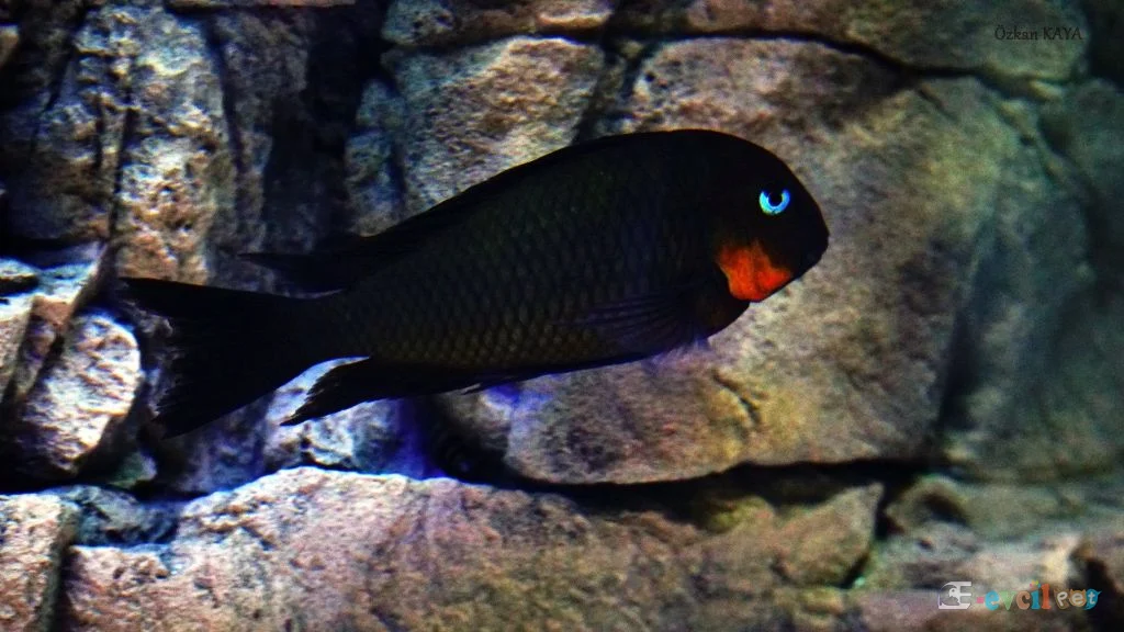 F0 Tropheus Sp. Mpimbwe Red Cheek