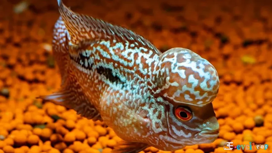 Flowerhorn1