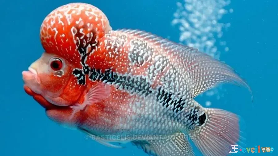 Flowerhorn2