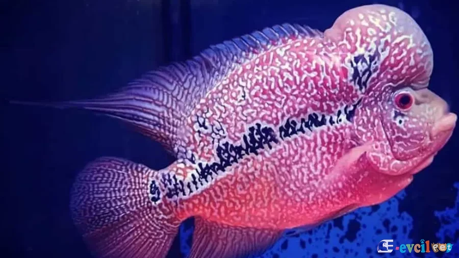 Flowerhorn3