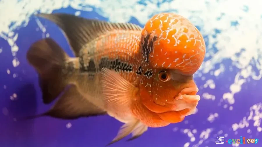 Flowerhorn 4