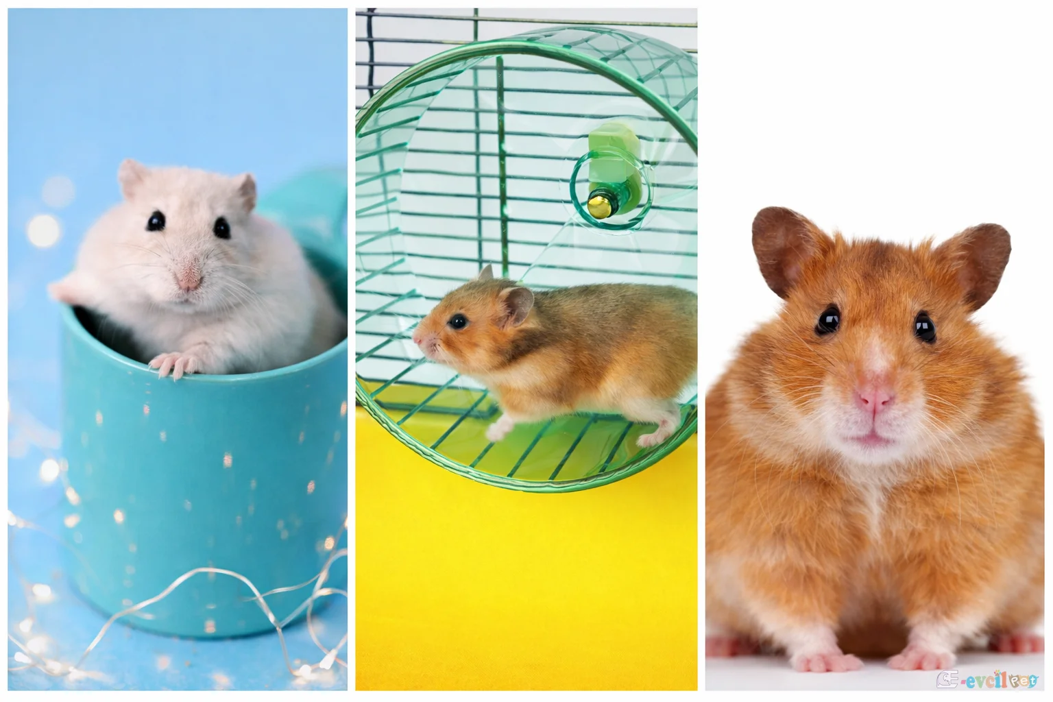 Hamsterlar