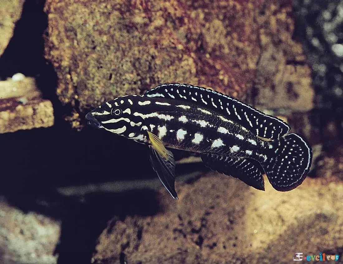 Julidochromis marlieri (Yılan Cichlid) Mağara