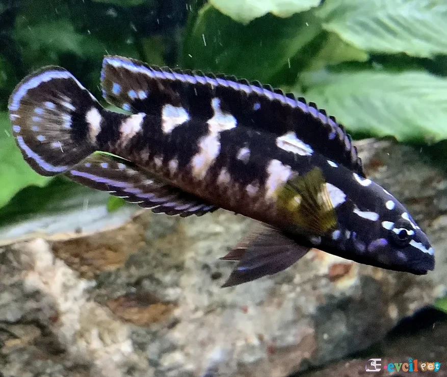 Julidochromis transcriptus Akvaryumu