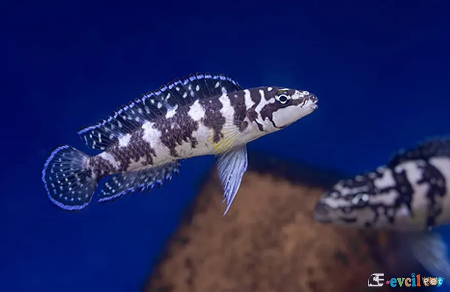 Julidochromis transcriptus Erkek
