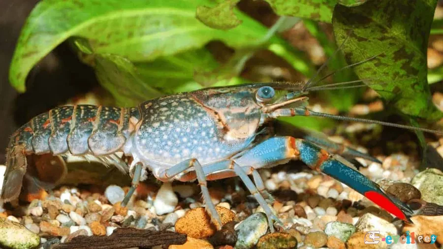 Kırmızı Kıskaçlı Kerevit Cherax quadricarinatus 1