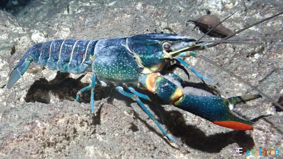Kırmızı Kıskaçlı Kerevit Cherax quadricarinatus 2