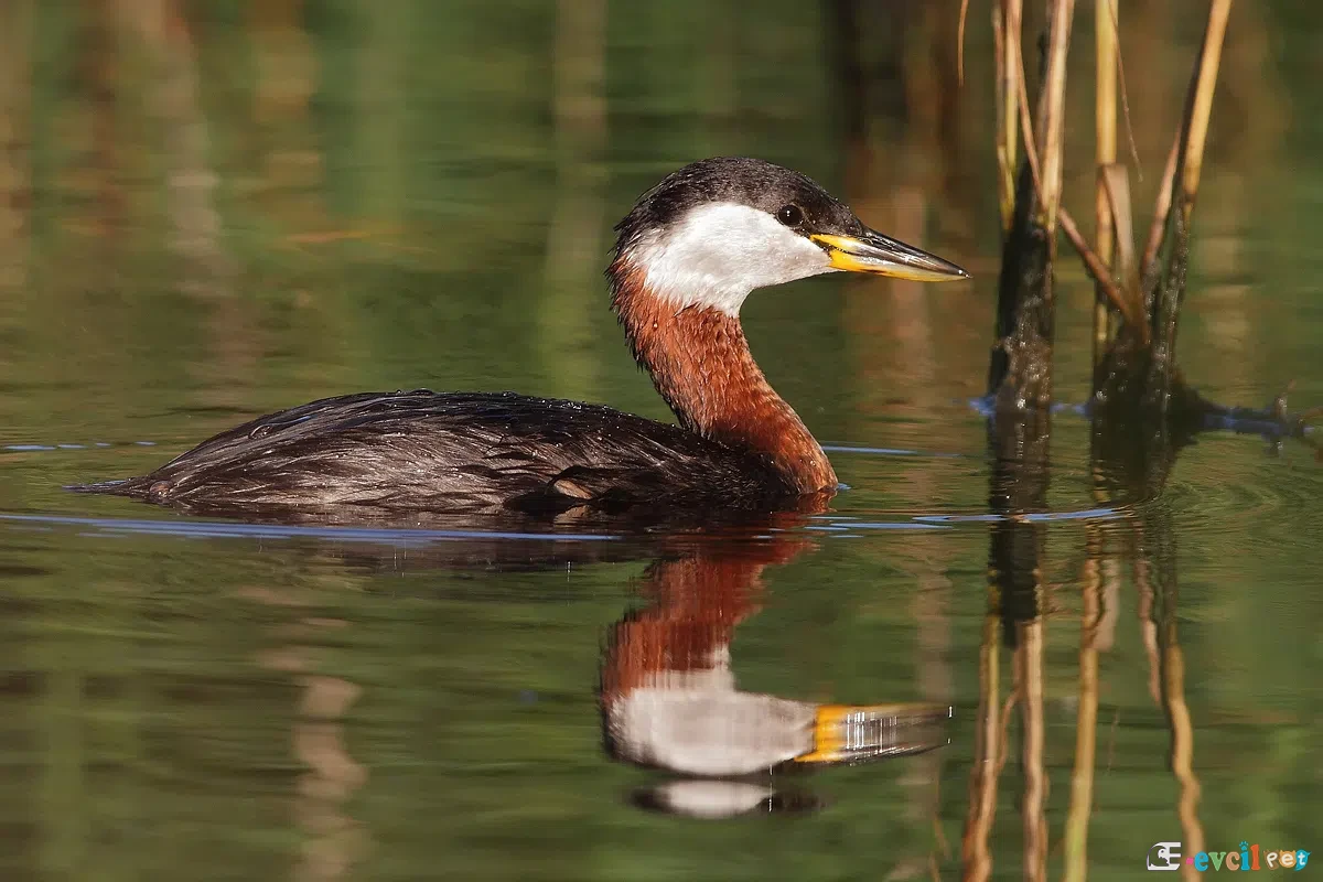 Kızıl Boyunlu Batağan Podiceps grisegena
