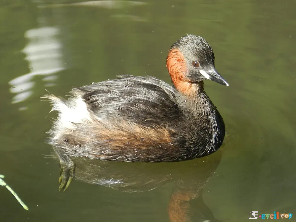 Küçük Batağan Tachybaptus ruficollis 1