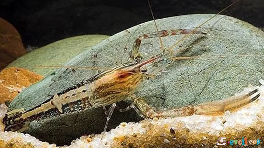 Macrobrachium scabriculum (Bukalemun Karides)